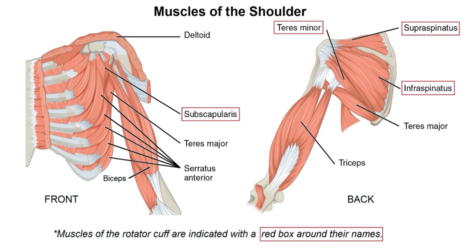 What is the Rotator Cuff, and How Does It Get Injured? - Fremont